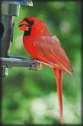 10th Jul 2012 - Cardinal