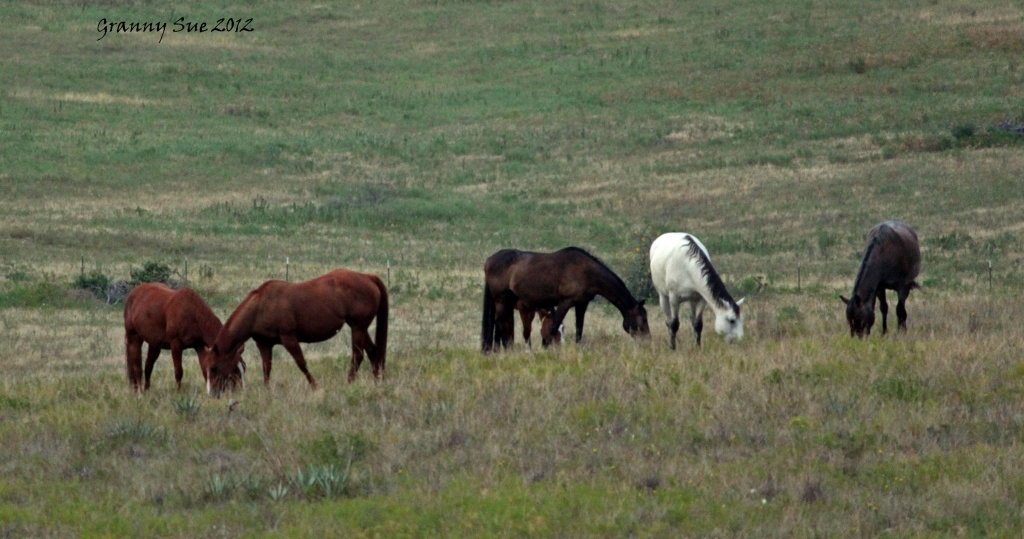 Horses in pasture by grannysue