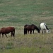 Horses in pasture by grannysue