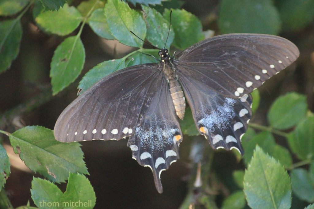 Spicebush Swallowtail (not “Pipevine Swallowtail II”) by rhoing