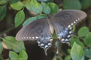 10th Jul 2012 - Spicebush Swallowtail (not “Pipevine Swallowtail II”)