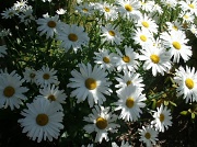 10th Jul 2012 - Melody's week-------Daisies are a friendly flower