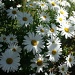 Melody's week-------Daisies are a friendly flower by bkbinthecity