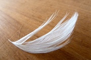 13th Jun 2012 - Feather