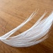 Feather by kjarn