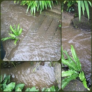 11th Jul 2012 - brown, murky, smelly, dirty