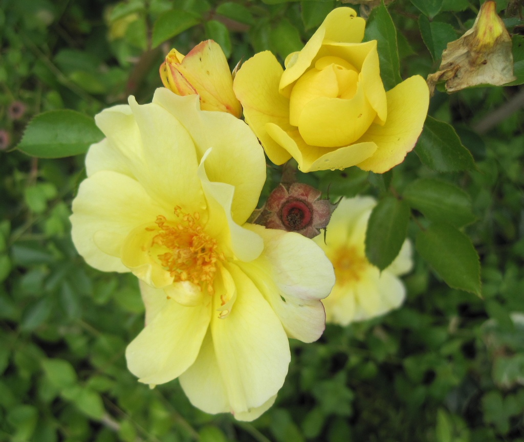 yellow floribunda rose  by quietpurplehaze
