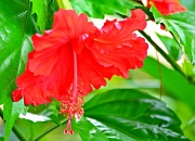 11th Jul 2012 - Shy red flower 