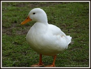 11th Jul 2012 - Hello Duckie