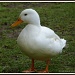 Hello Duckie by rosiekind