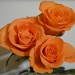 3 Roses by salza