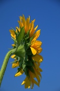 12th Jul 2012 - Sunflower & Blue sky