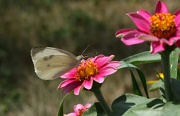 11th Jul 2012 - Butterfly