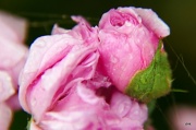 11th Jul 2012 - Roses in the Rain II