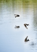 12th Jul 2012 - Swallows Flying Over the Pond Looking for Breakfast