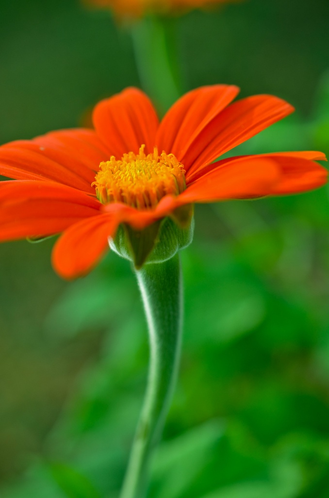 Mexican Sunflower by lesip