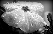 12th Jul 2012 - Artificial Rain