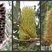 Banksia by loey5150
