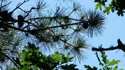 11th Jul 2012 - Pine Cones and Oak Leaves