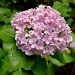 Hydrangea after today's rain. by congaree