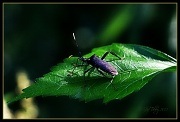 11th Jul 2012 - Leaf footed Bug