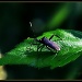 Leaf footed Bug by skipt07