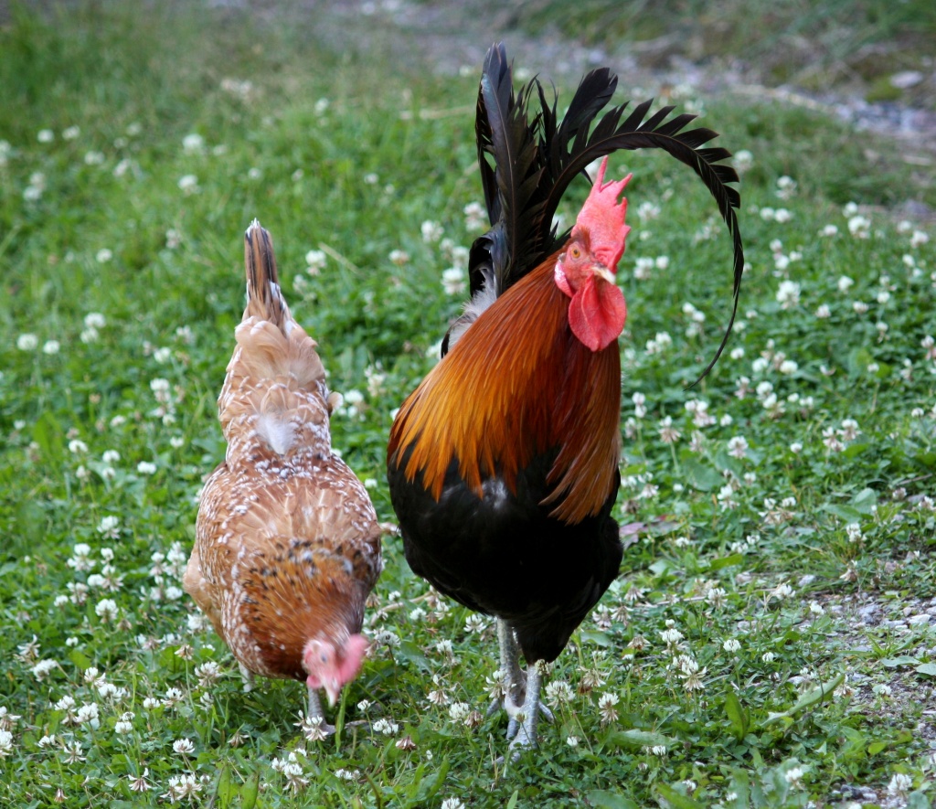 Hen and rooster (Gallus gallus domesticus) - Kana ja kukko by annelis