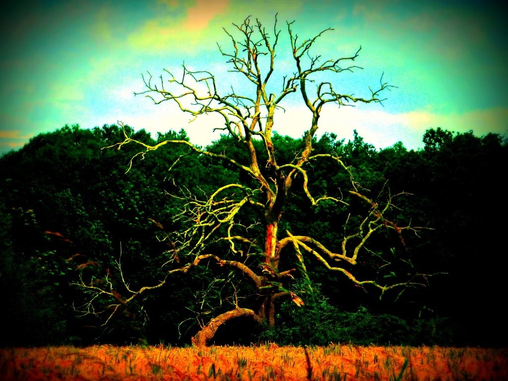 Old Oak Tree by tonygig