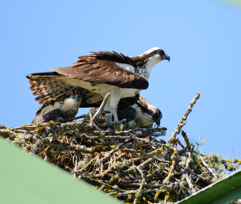 Protective Mother Osprey by jgpittenger