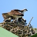 Protective Mother Osprey by jgpittenger