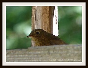 12th Jul 2012 - Little robin 