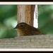 Little robin  by rosiekind