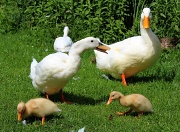12th Jul 2012 - Not ugly ducklings