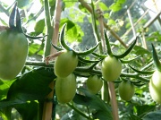 12th Jul 2012 - Green Tomatoes