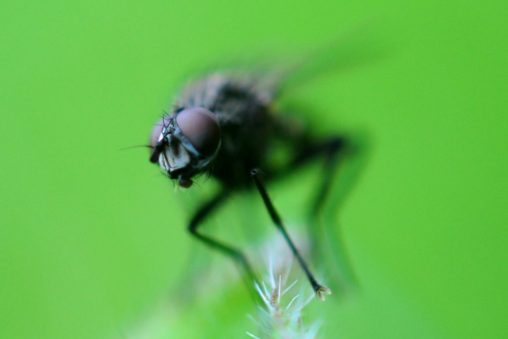 Hello, I am a fly. by naomi