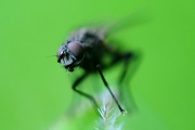 12th Jul 2012 - Hello, I am a fly.