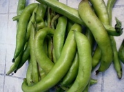 11th Jul 2012 - Broad beans 