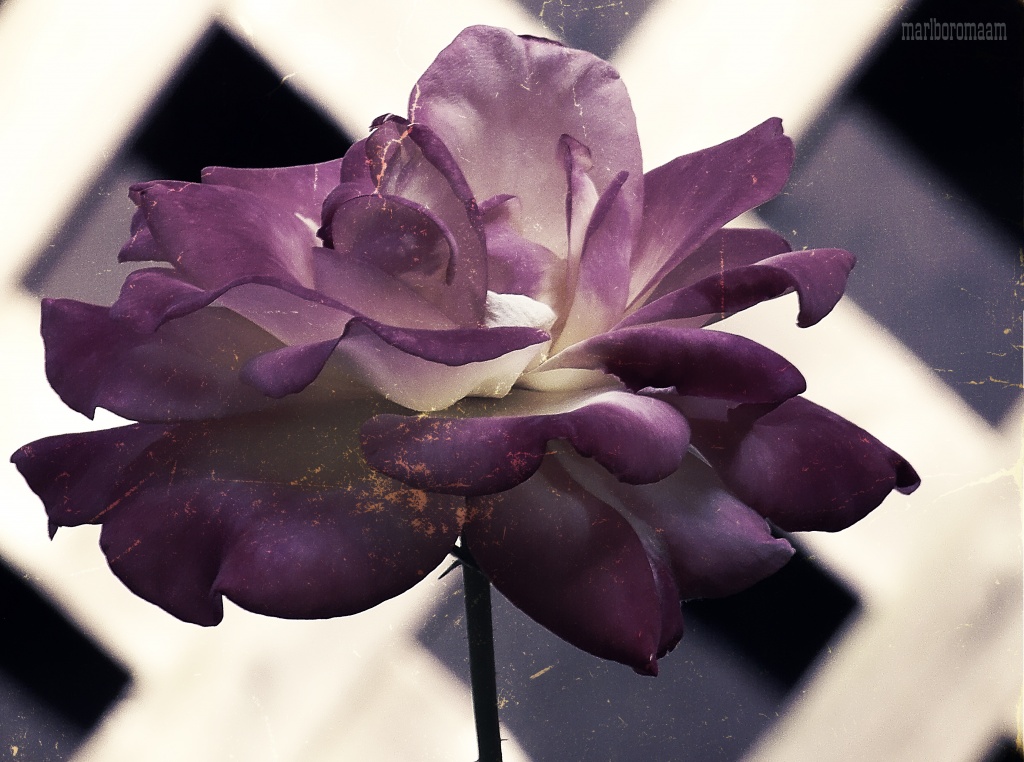 Purple rose... by marlboromaam