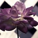 Purple rose... by marlboromaam