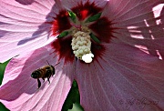 12th Jul 2012 - Worker Bee