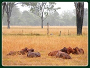 13th Jul 2012 - Five Wet Calves Sleeping
