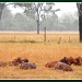 Five Wet Calves Sleeping by ubobohobo