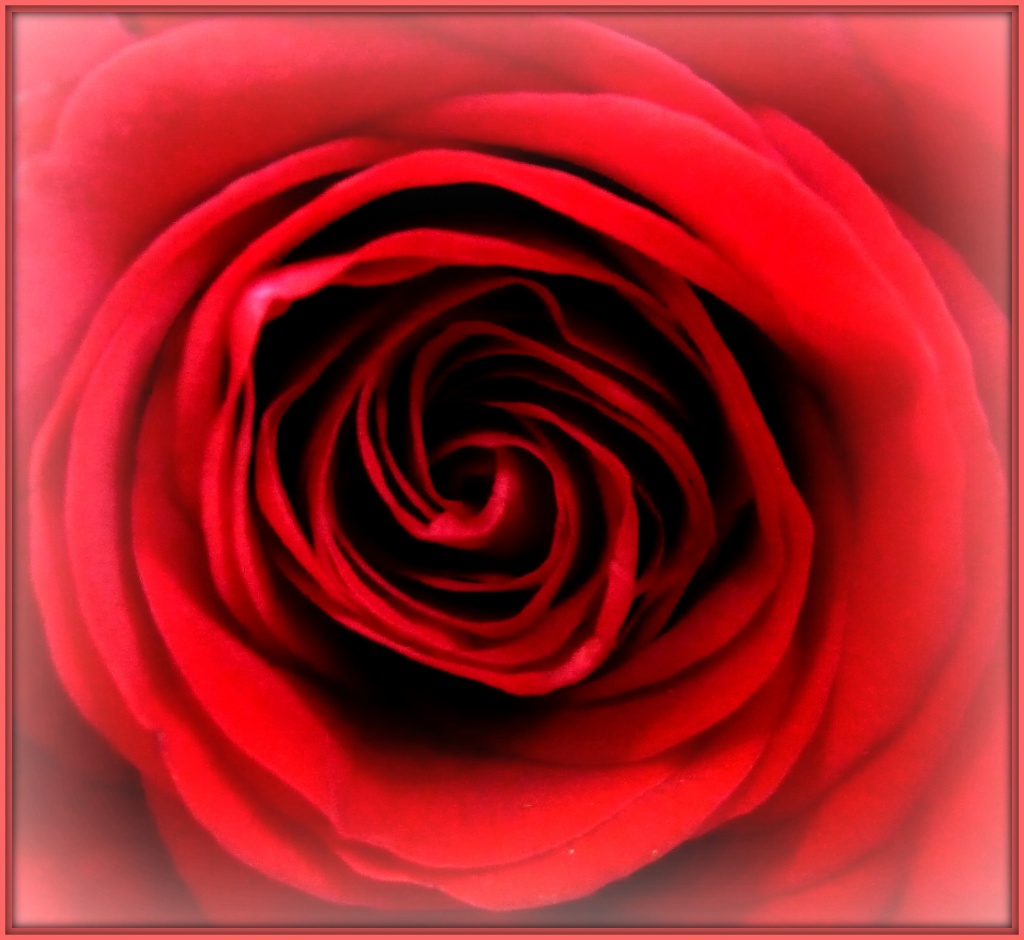 Rose by tonygig