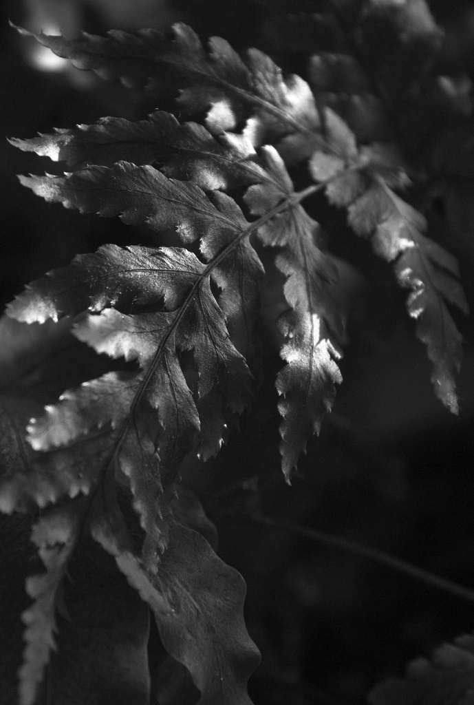 Fern leaf by dulciknit