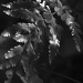 Fern leaf by dulciknit