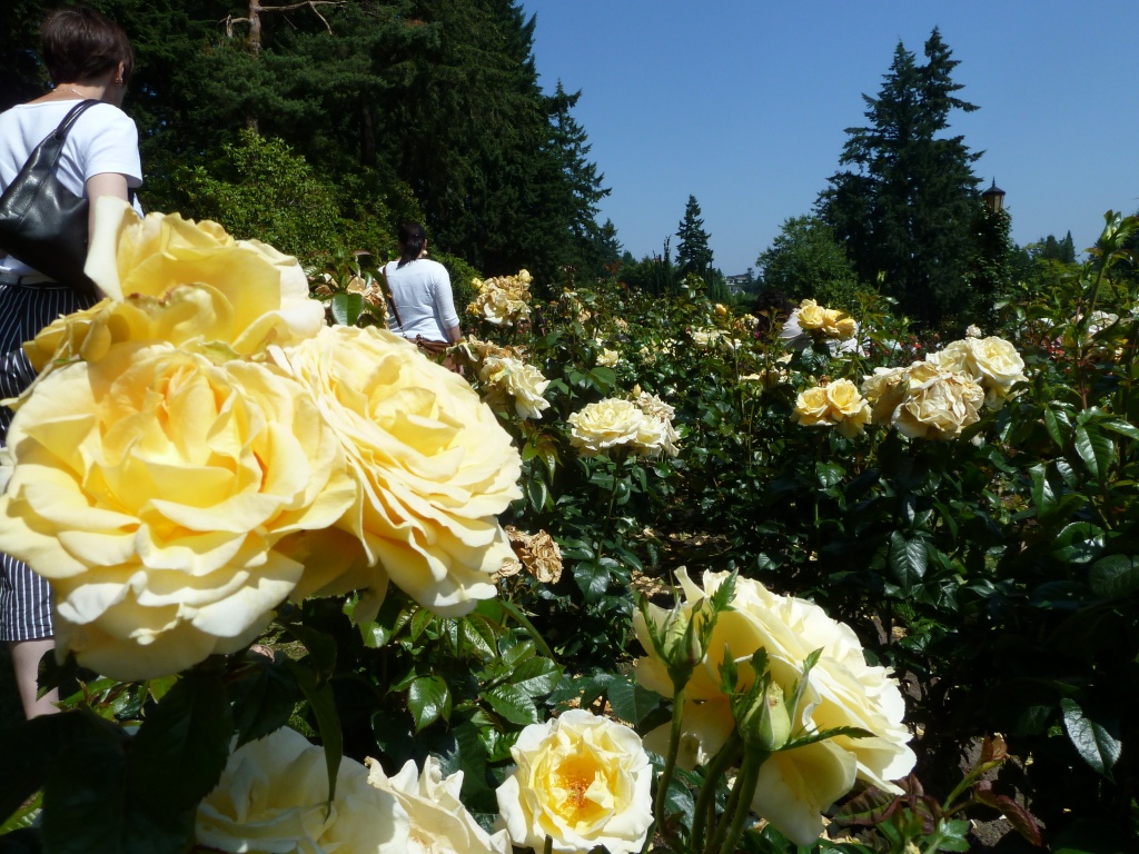 International Rose Test Gardens by grozanc