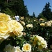 International Rose Test Gardens by grozanc