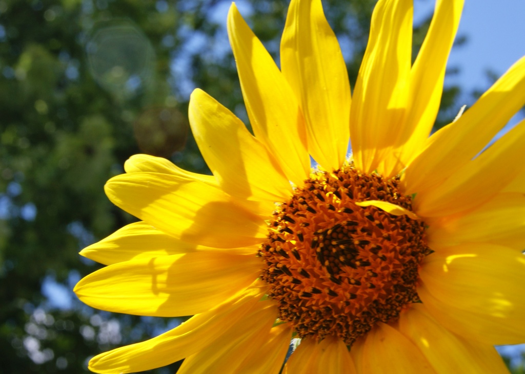 Sun Flower by herussell
