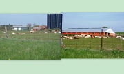 13th Jul 2012 - Farm
