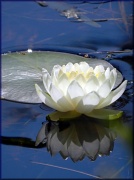 13th Jul 2012 - Water Lily